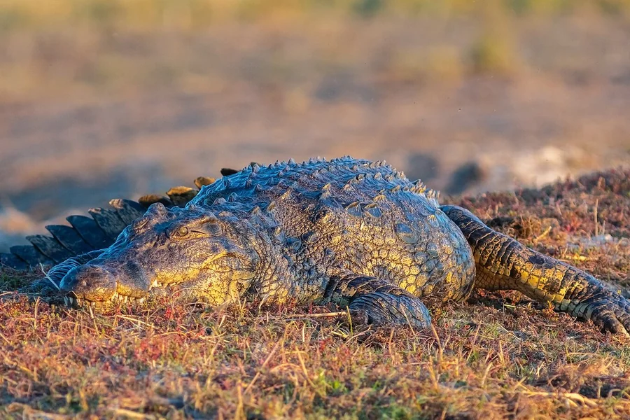 Crocodile: V-shaped snout, visible teeth.