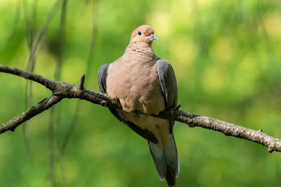 Dove in the family Columbidae.