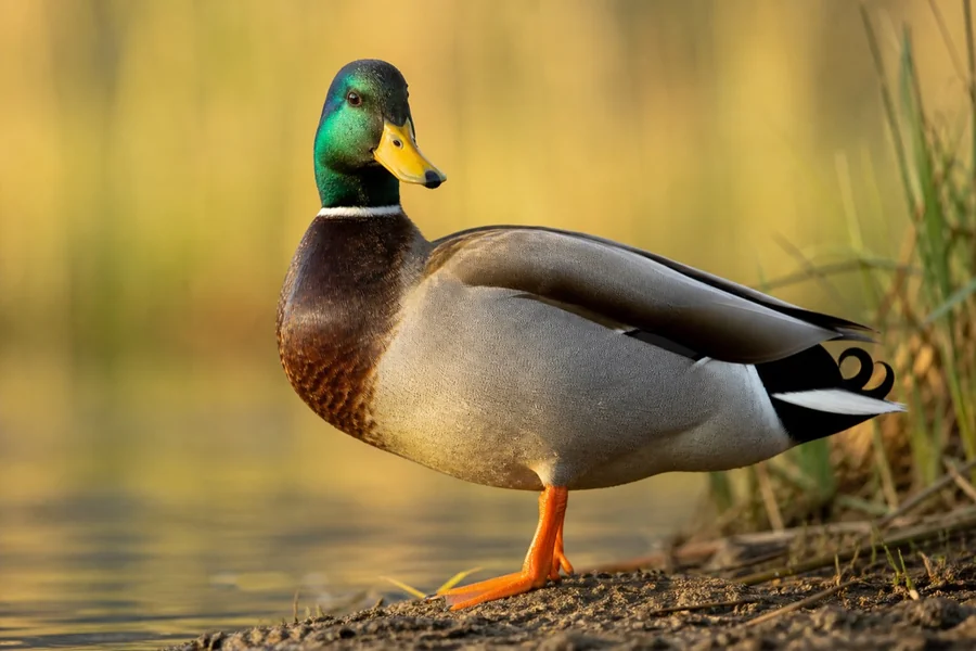 Mallard duck with iridescent green head at a wetland edge.