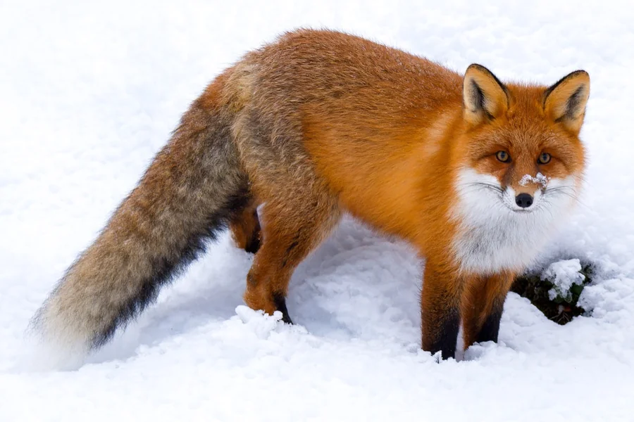 Fox: smaller, bushier tail.