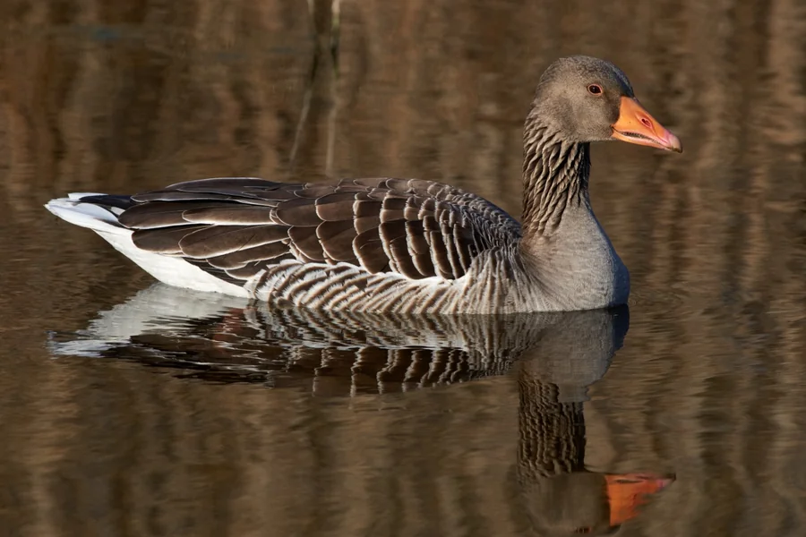 Goose: shorter-necked grazing waterfowl.