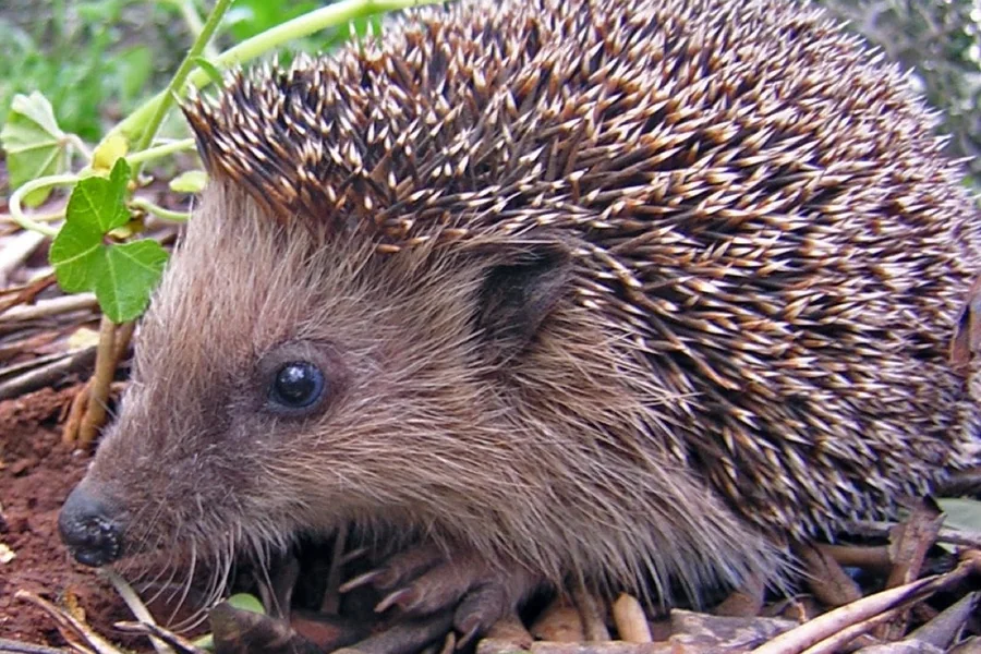 Hedgehog curled with short spines raised.