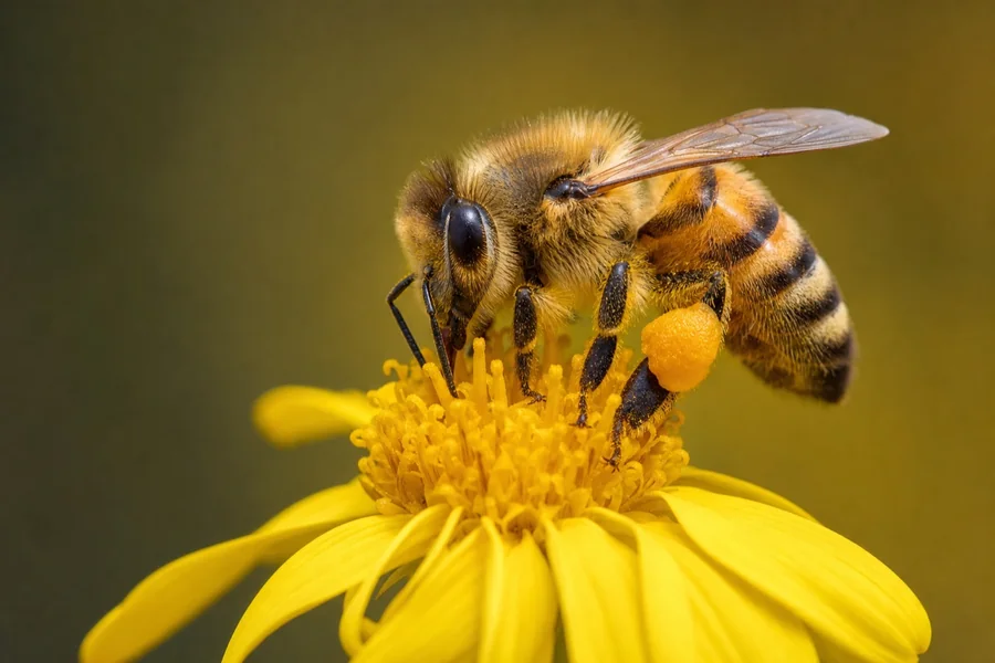Honey bee: slender colony bee.