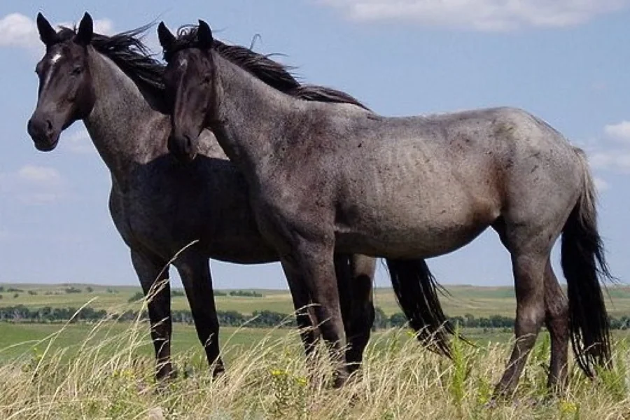 Horse: domesticated equid.