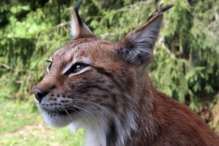 Canada lynx with long ear tufts and large snowshoe paws.