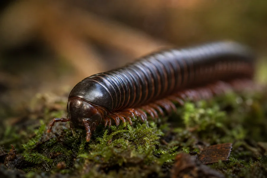Millipede: two pairs on most segments.