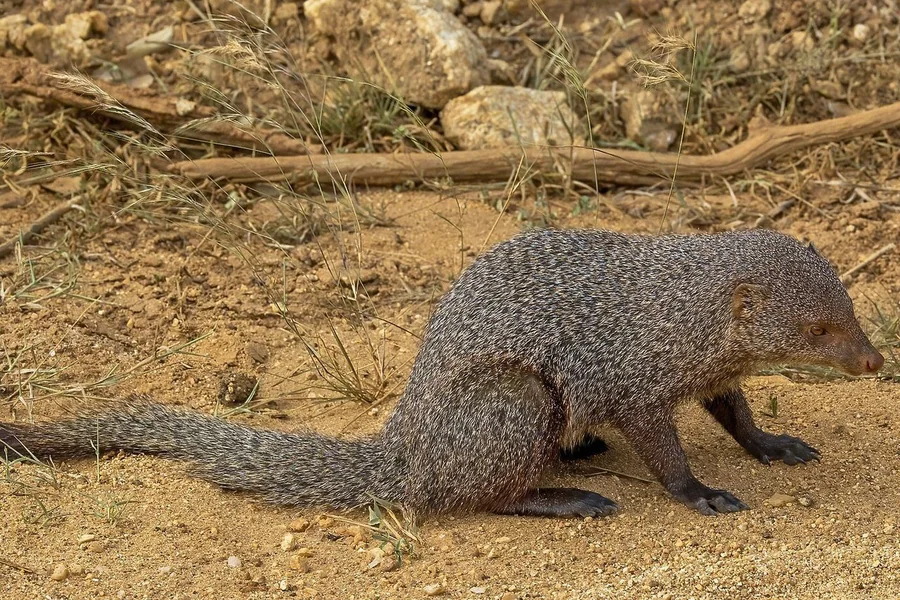 Mongoose: broader mongoose group.