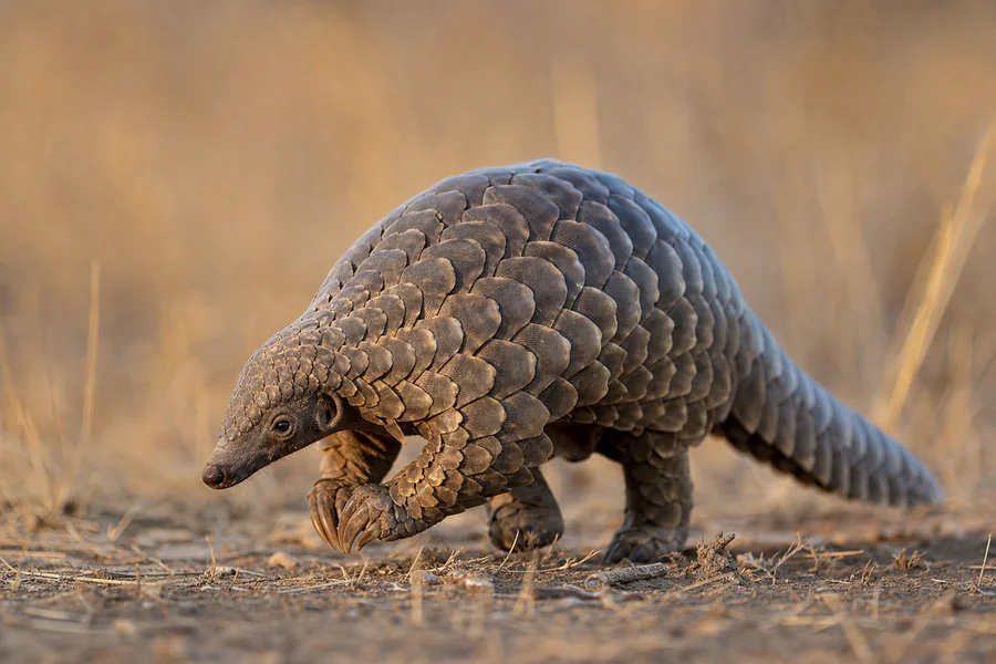 Pangolin: keratin scales.