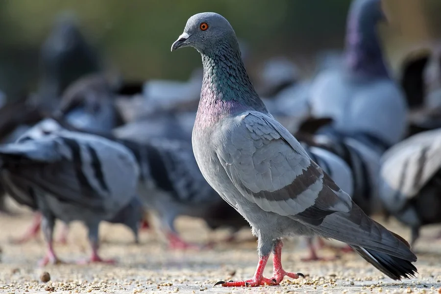 City rock dove commonly called a pigeon.