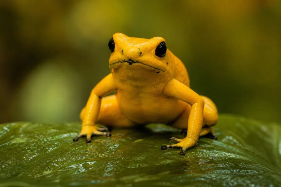 Bright poison dart frog with toxic skin alkaloids.