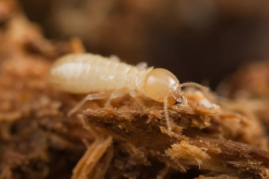 Termite: straight waist, beaded antennae.