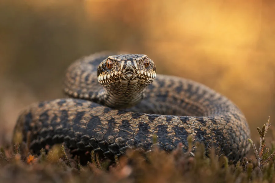 Viper: triangular head, folding fangs.