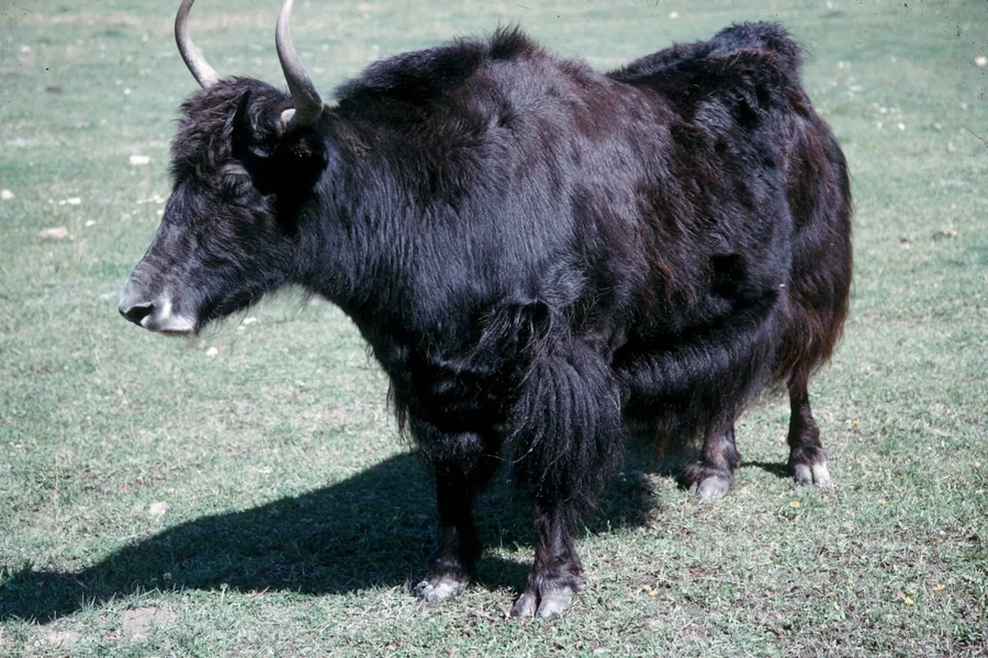 Yak: high-altitude bovine.