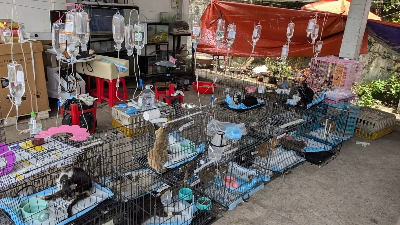 Rescued cats receiving emergency fluids in wire cages after a Vietnam cat-meat trade seizure