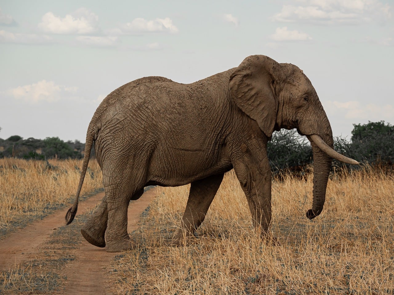 A family of elephants walking across a Kenyan savanna at sunset