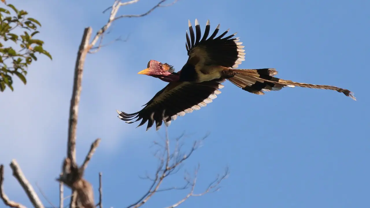 A helmeted hornbill (Rhinoplax vigil) in flight, showing the solid casque and long central tail feathers