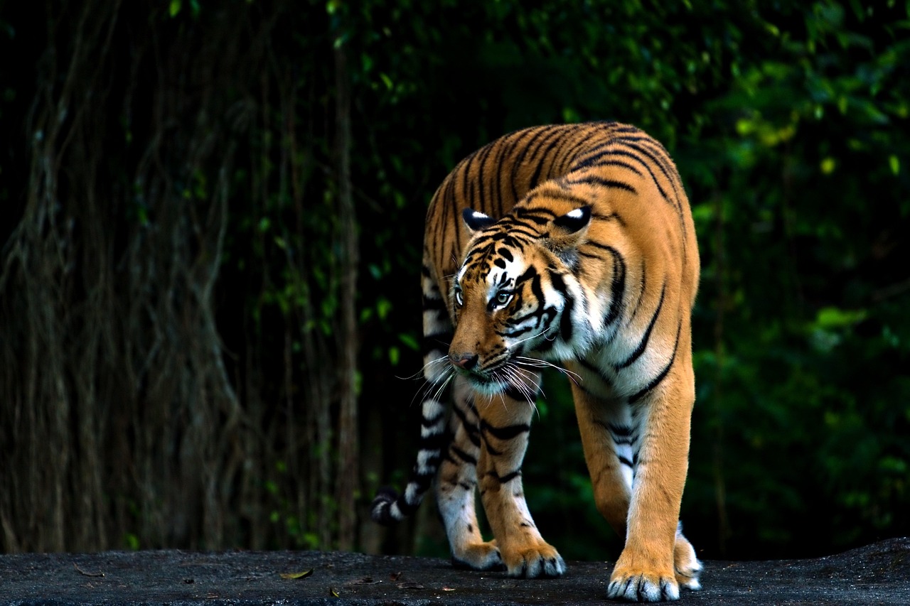 A library reference table with the IUCN Red List of Threatened Species reports open alongside species range maps