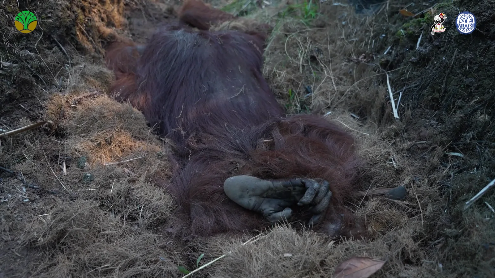 Sampurna lying on his side in a dry ditch, with the rescuing agencies’ logos visible in the original footage.