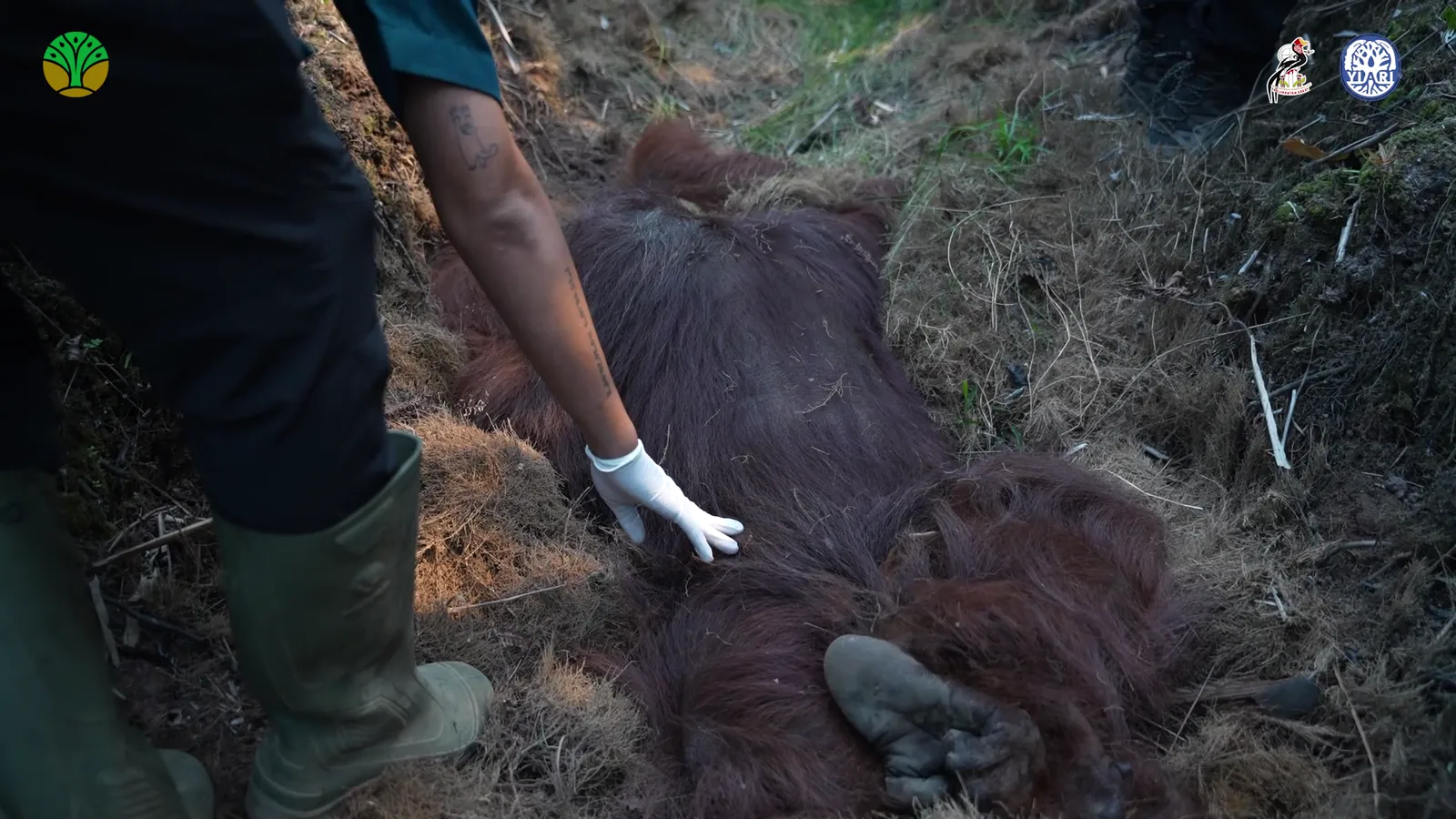 A responder wearing gloves checks Sampurna while he lies in the ditch.