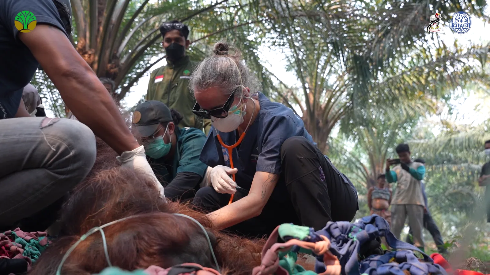 The veterinary team attends to Sampurna on a rescue net, with an oxygen tube beside his face.