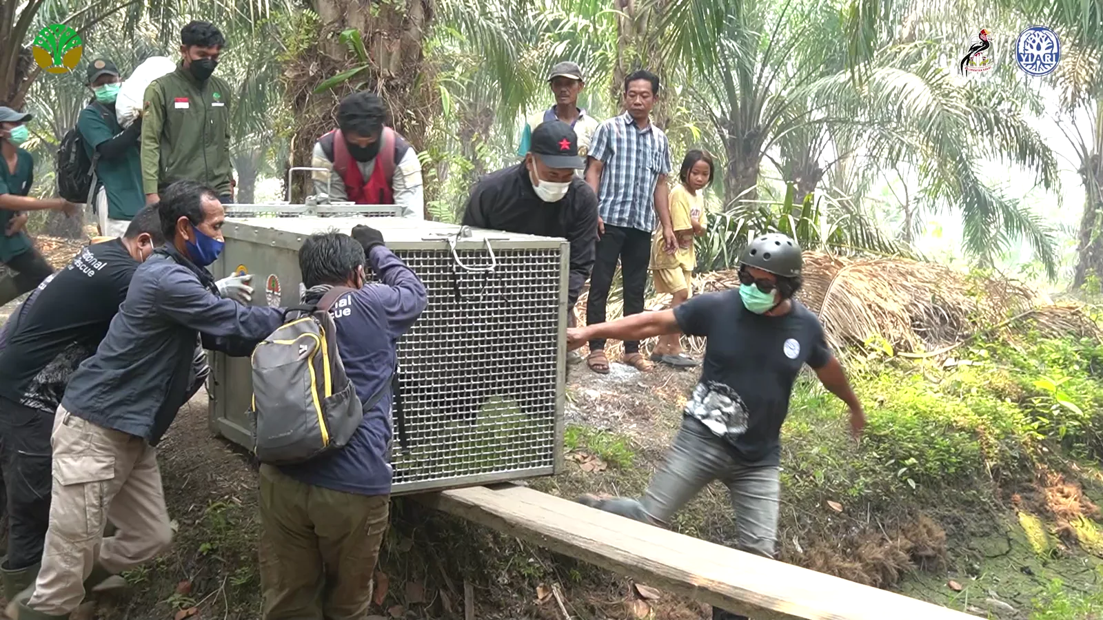 The rescue team carries Sampurna’s transport crate across a narrow plank through the plantation.
