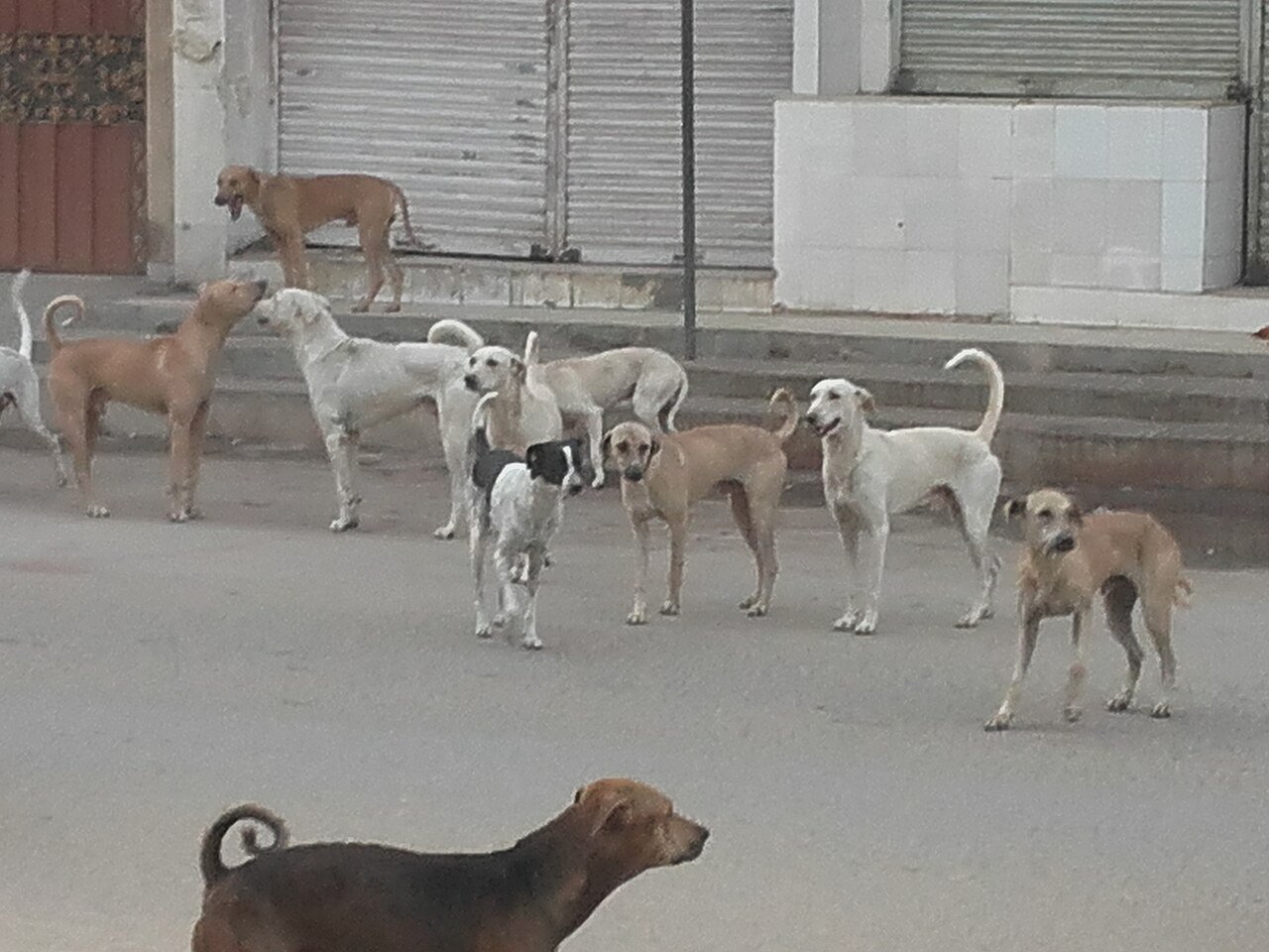 Help animals abroad through WARN partner grants across 17 countries