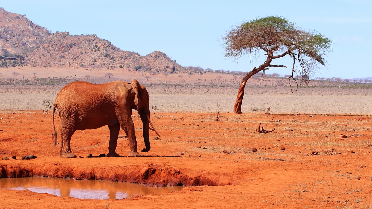 East African savannah and acacia woodland — the habitat that lions, elephants and leopards depend on, restored through community-led conservation