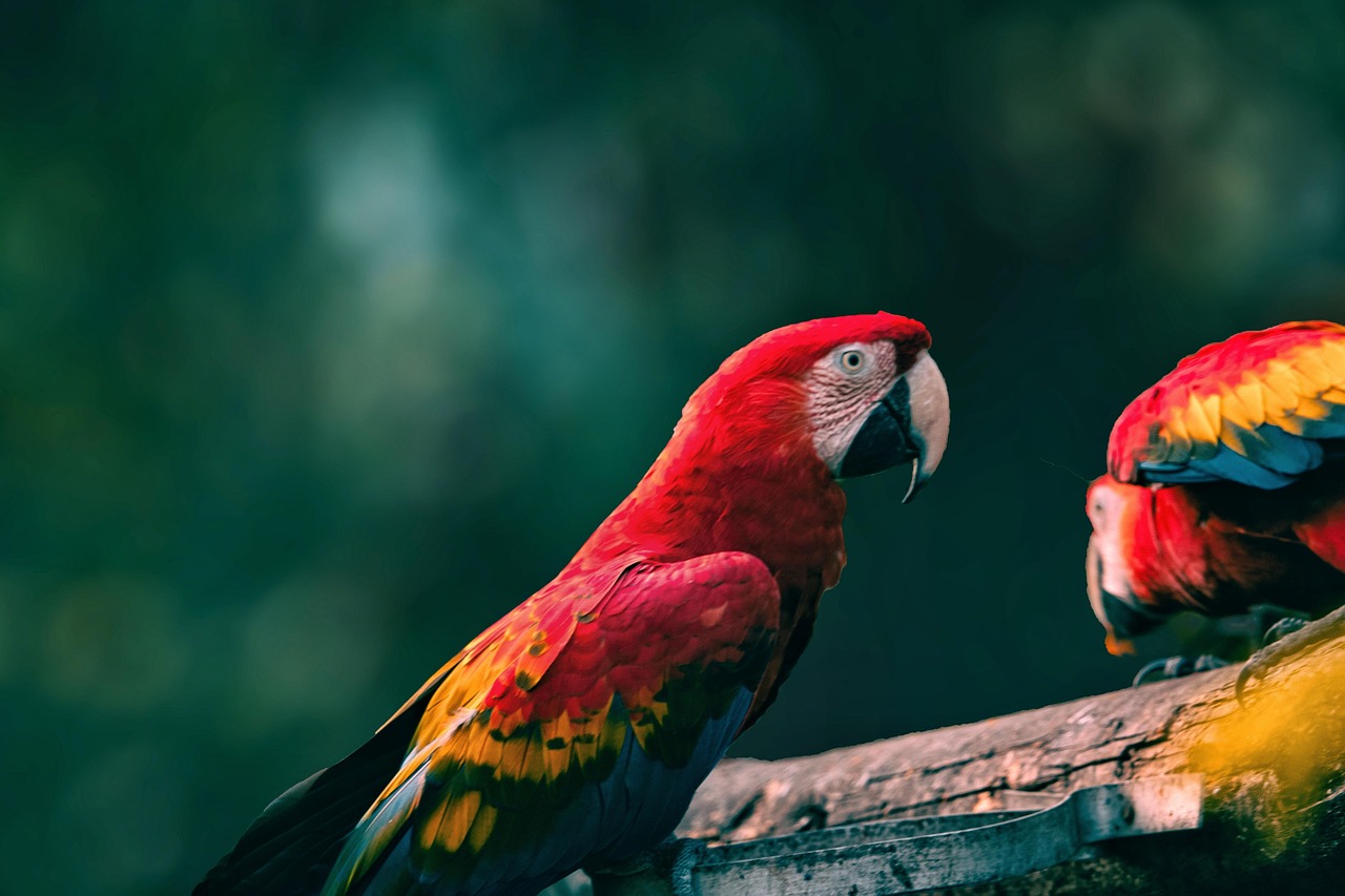 Scarlet macaw in the wild