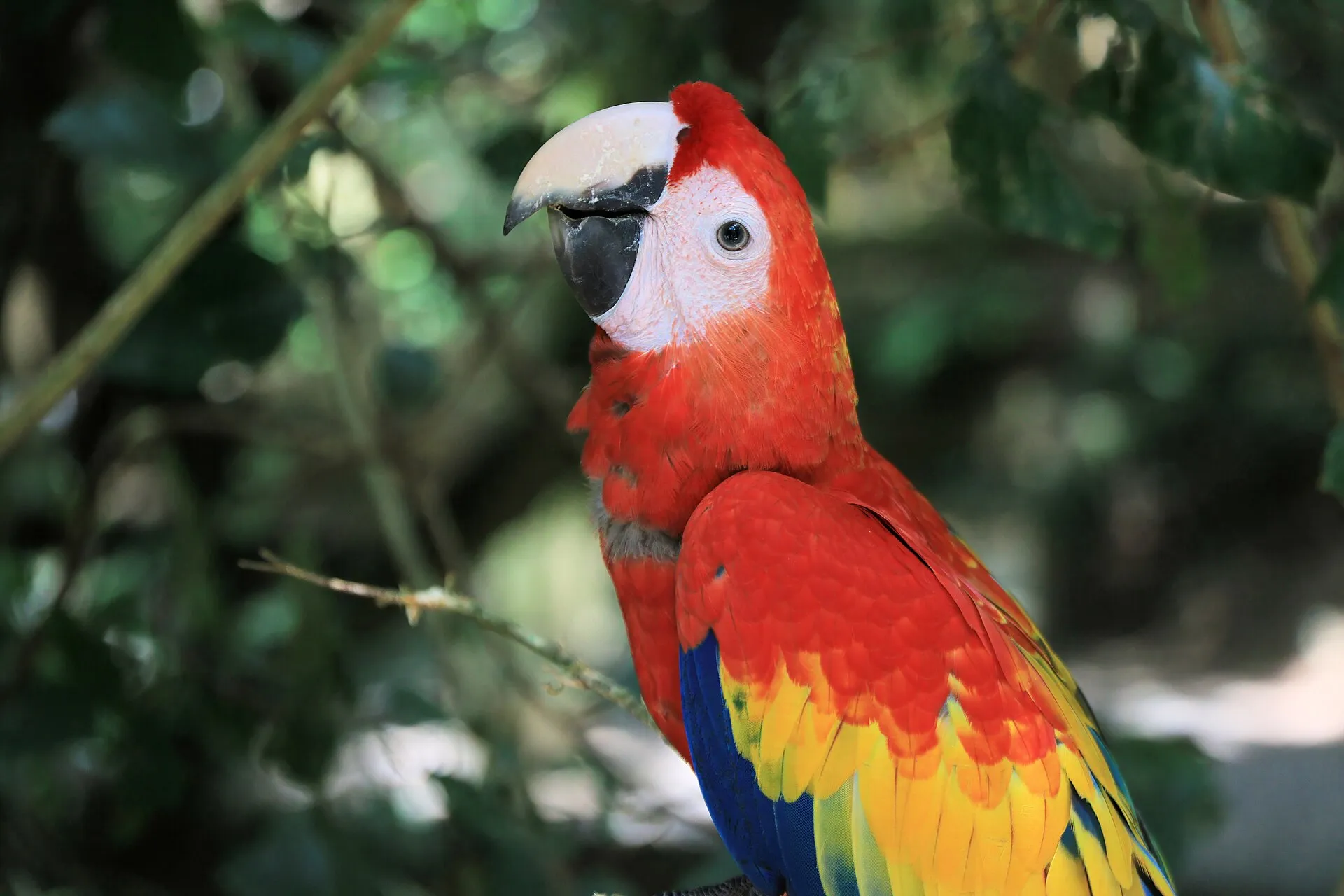 Rescued scarlet macaw in aviary rehabilitation programme, Colombia