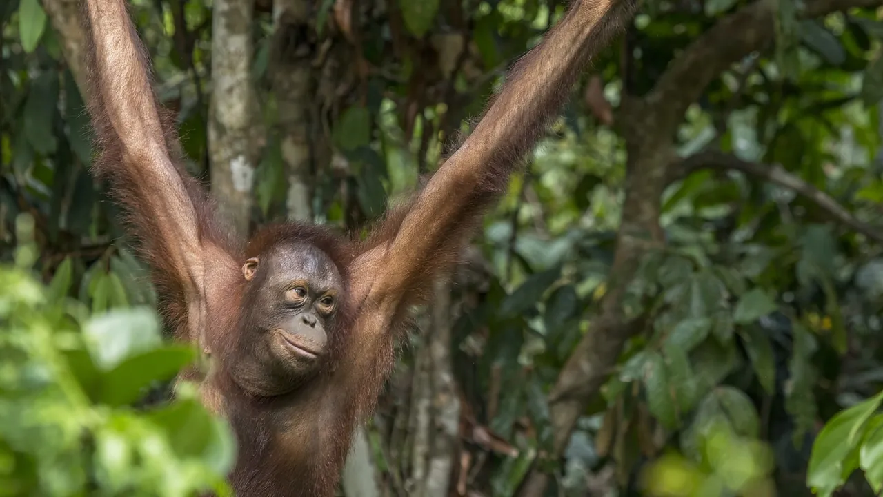 Rainforest habitat — orangutan release in Kalimantan forest