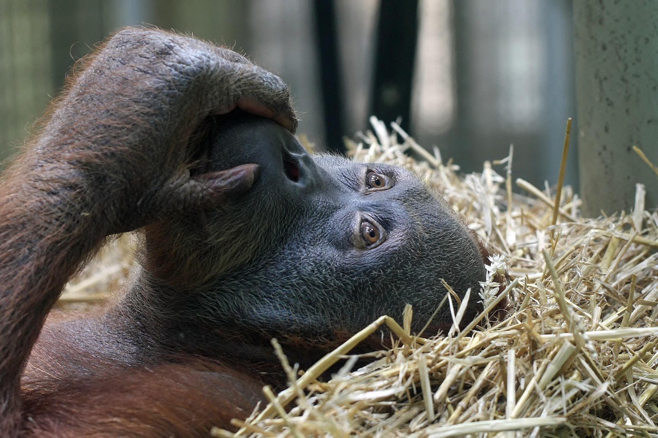 A Bornean orangutan in the forest canopy — one of fewer than 104,700 estimated to remain in the wild