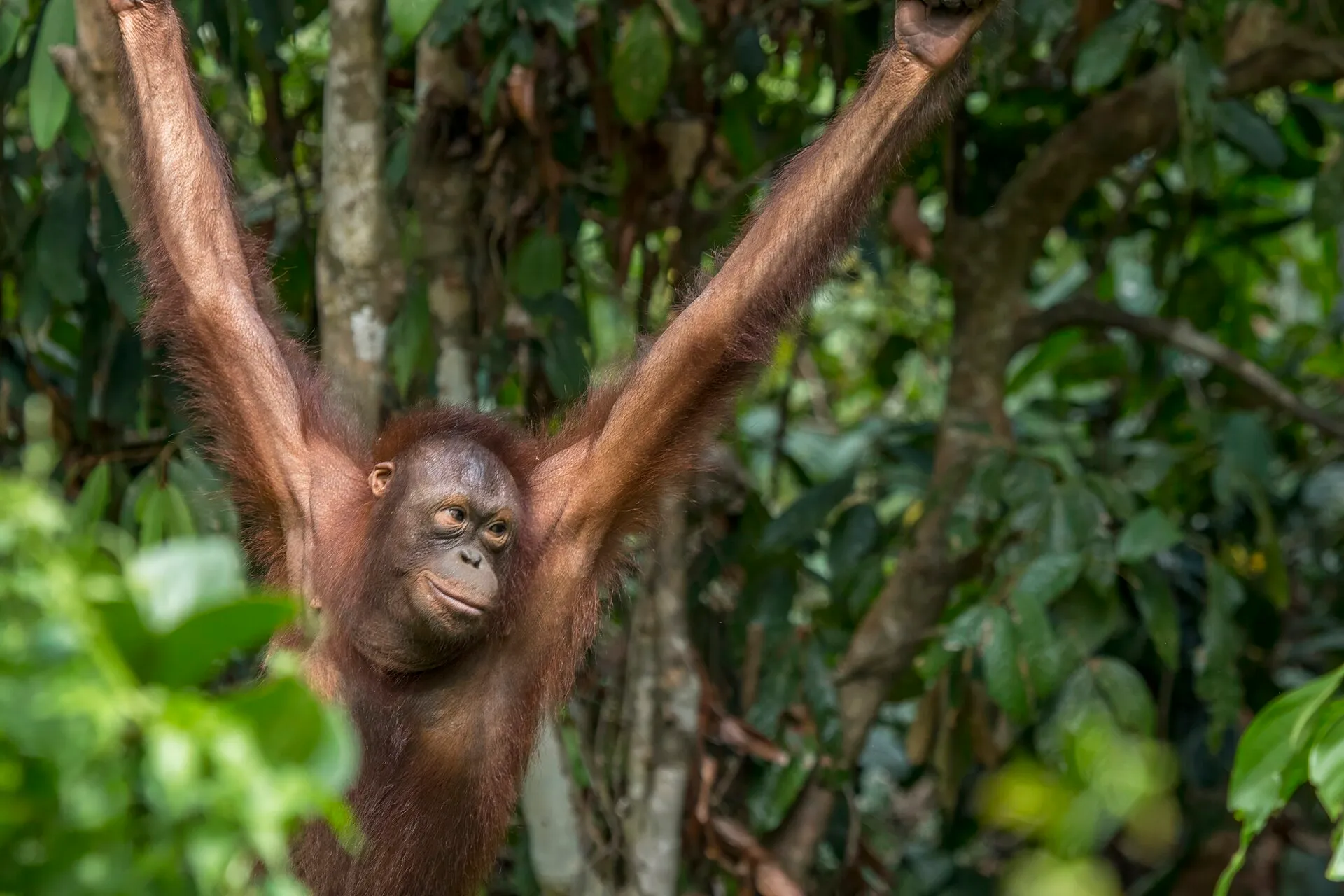 Rescued orangutan infant in rehabilitation centre, Borneo