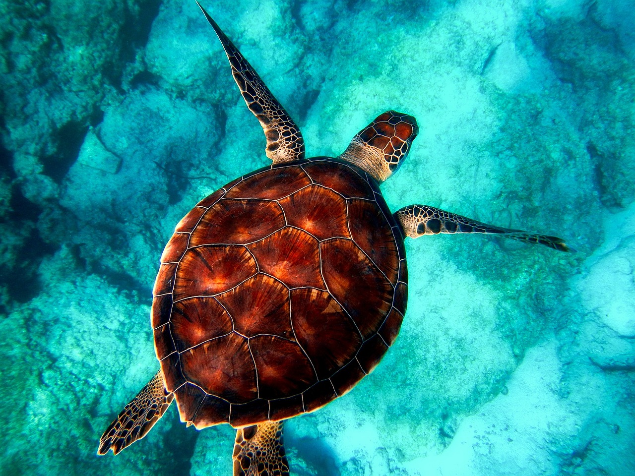 A rescued sea turtle being assessed for plastic ingestion at a coastal rehabilitation centre in Indonesia