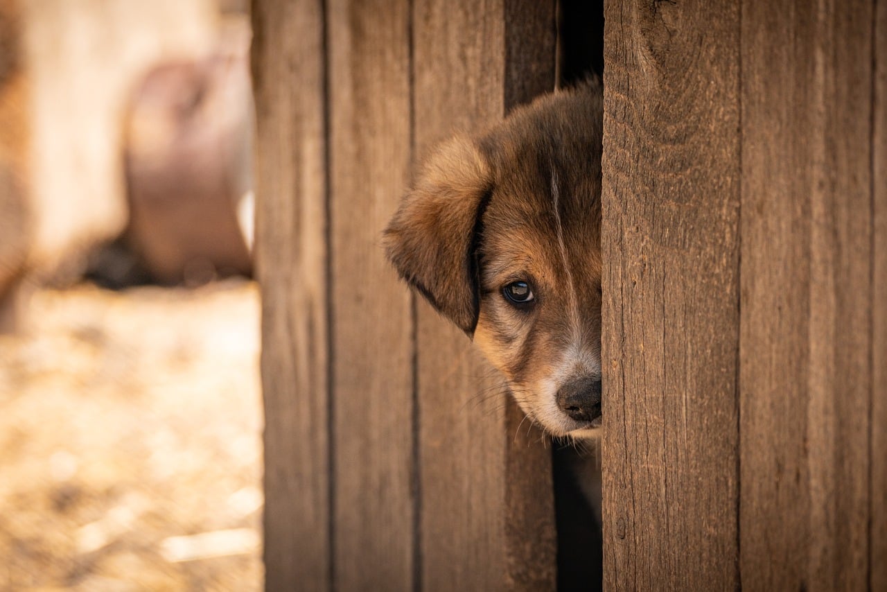 Rescue dogs in a sunny outdoor enclosure at an animal shelter