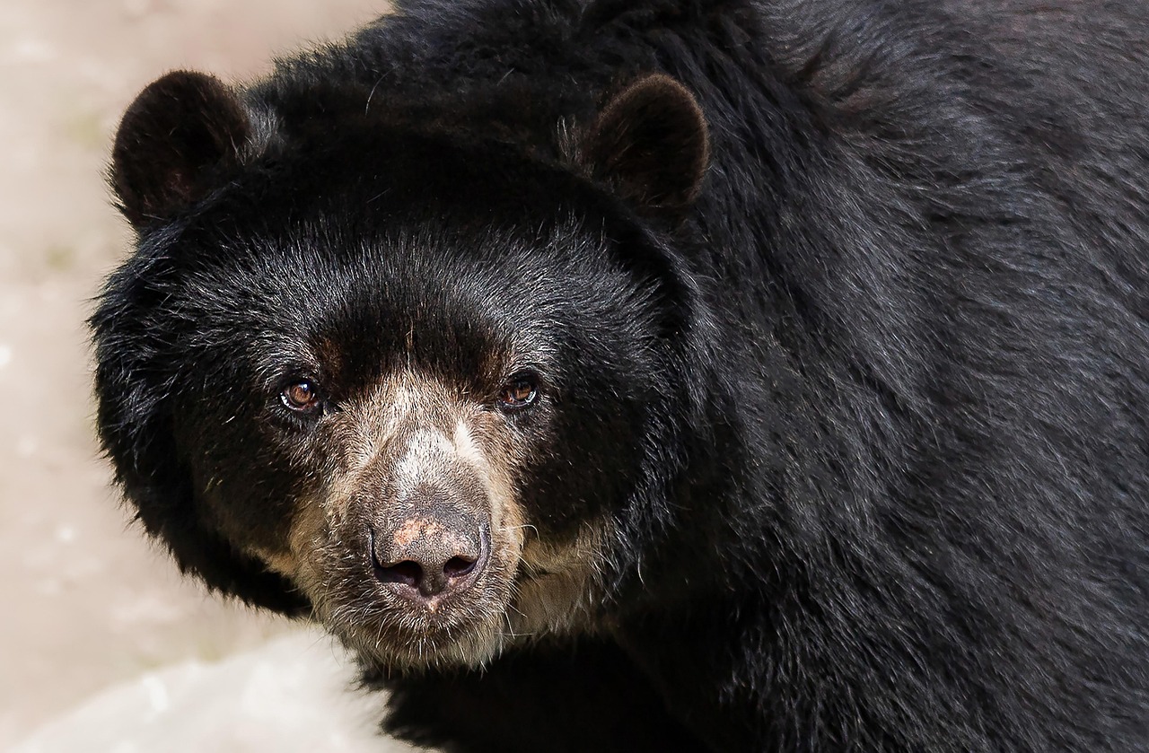 Rescued spectacled bear in sanctuary
