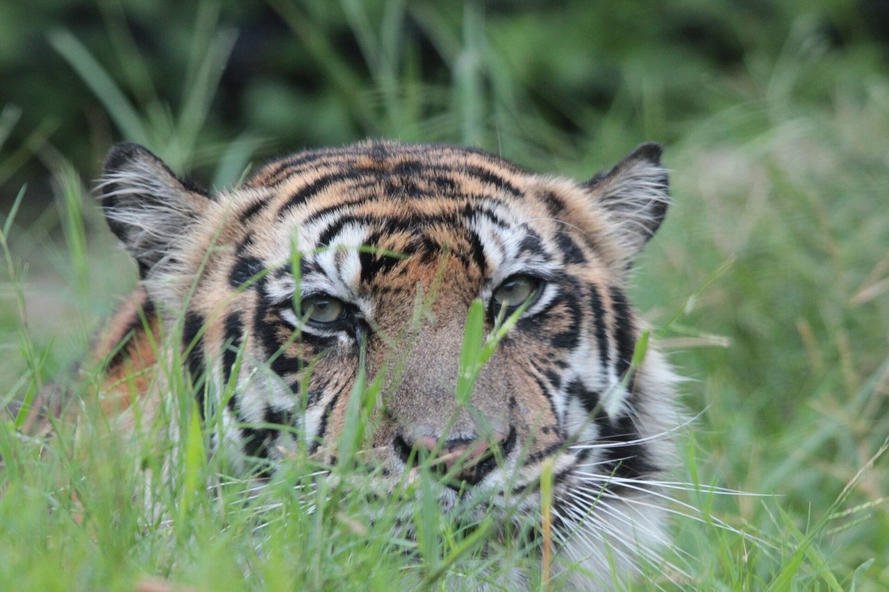 A wild tiger walking through dry forest