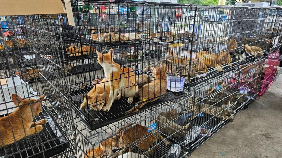 Rescued cats held in stacked wire cages after police raids in southern Vietnam