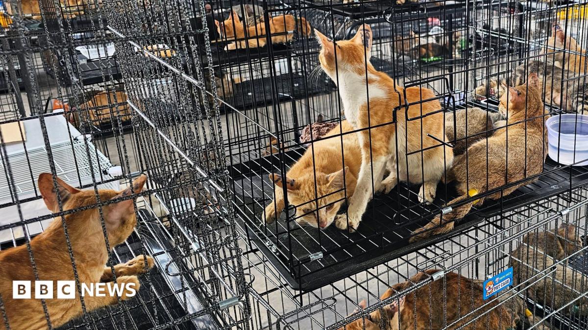 Rescued cats held in stacked wire cages after police raids in southern Vietnam