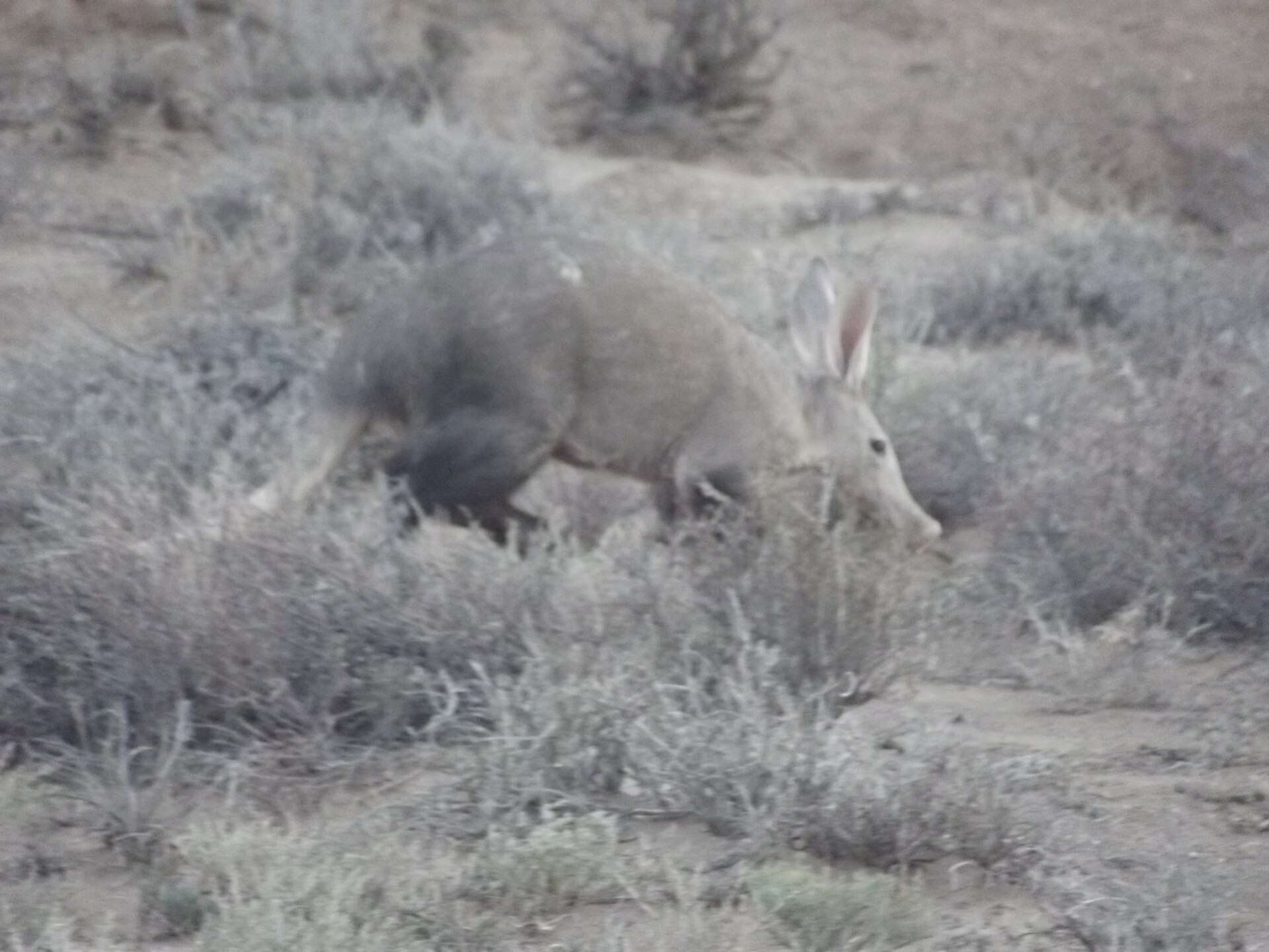 A wild aardvark (Orycteropus afer) foraging at dusk among dry scrub in open savanna, its long ears, tubular snout and arched back clearly visible.
