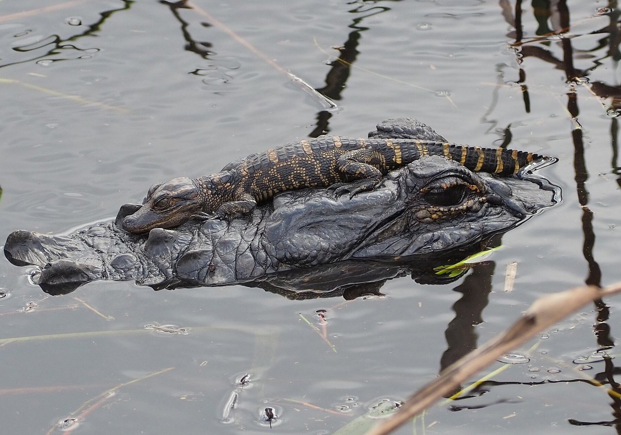 American alligator with broad U-shaped snout in freshwater wetland