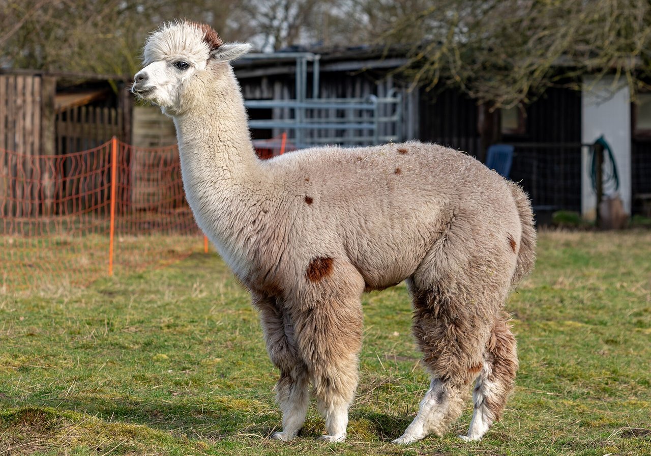 A domestic alpaca with dense fleece and upright ears standing in a high-altitude Andean pasture against a mountain backdrop.