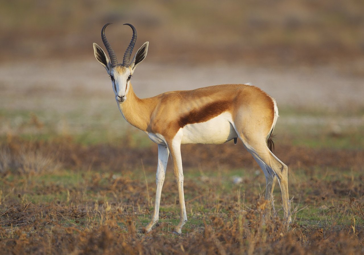 Antelope — scimitar-horned oryx reintroduced to Chad after EW status