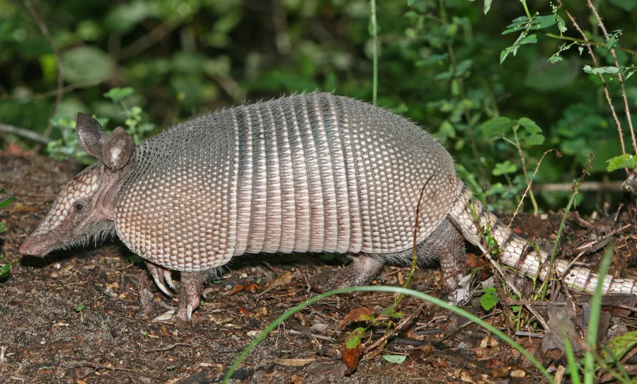 A nine-banded armadillo foraging on leaf-littered ground, showing its leathery banded bony shell, long pointed snout, sturdy digging claws and tapering armoured tail.