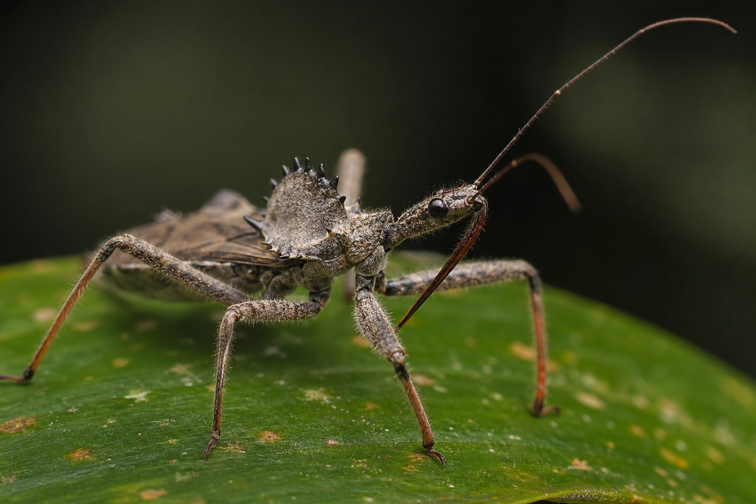 Assassin bug with curved rostrum and slender body on a leaf, forelegs adapted for grasping prey