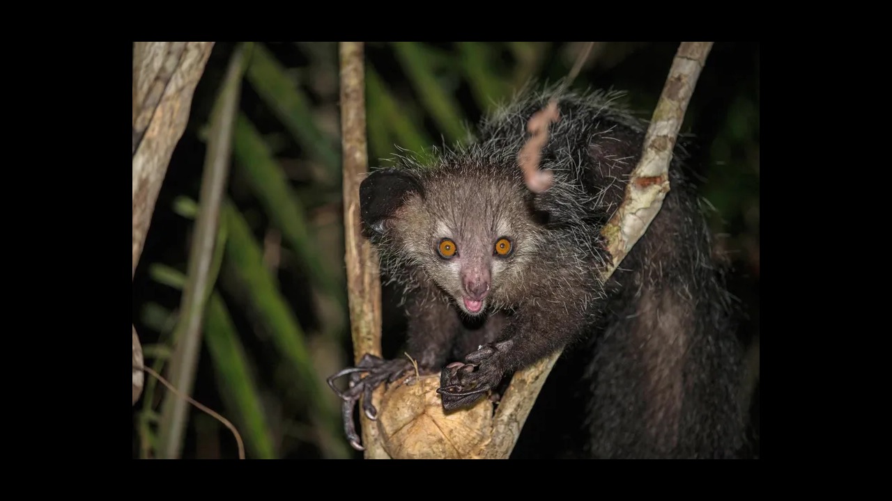 Aye-aye with large eyes and elongated finger