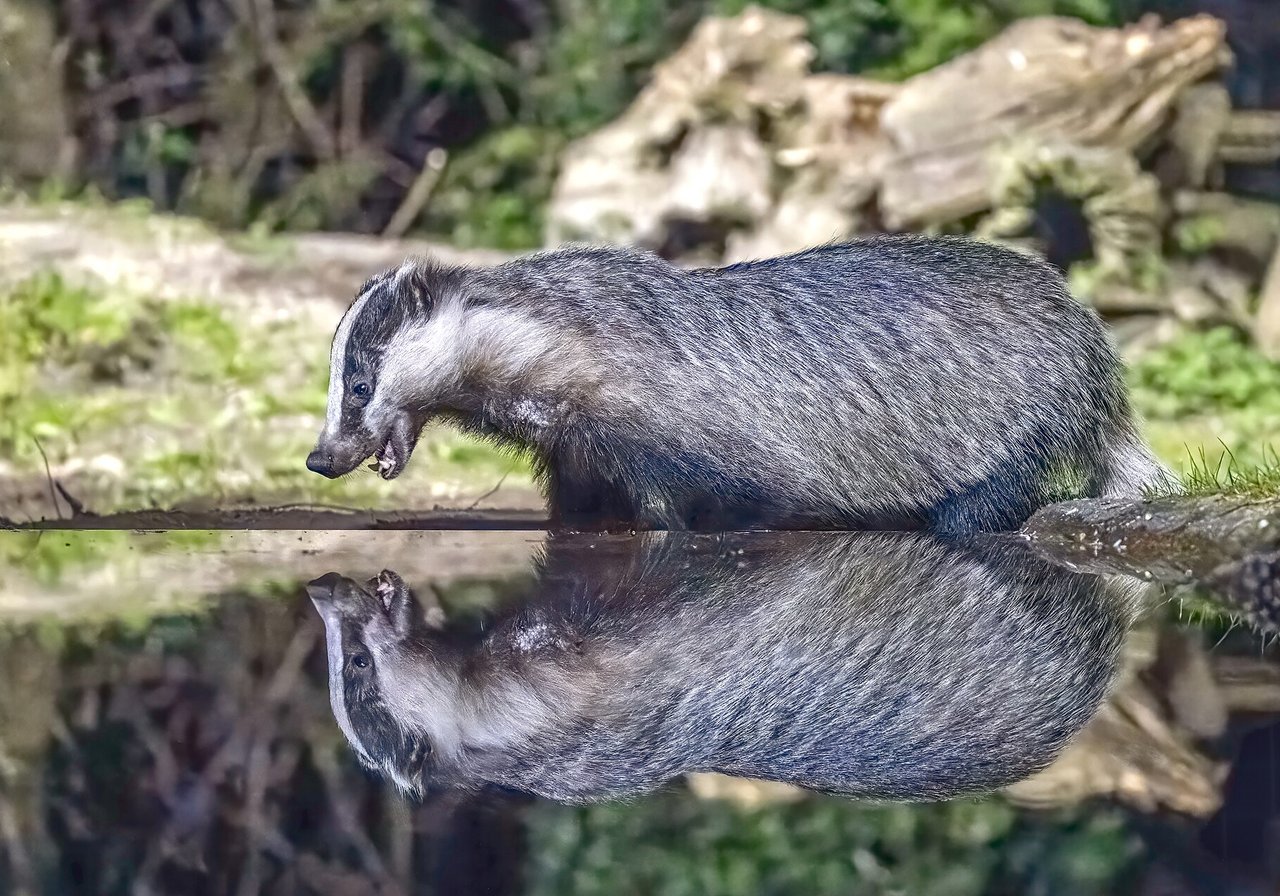 A European badger with a distinctive black-and-white striped face emerging from a woodland sett entrance at twilight.