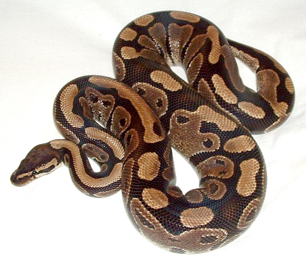 Ball python, a species where captive-bred and wild-caught sourcing matters