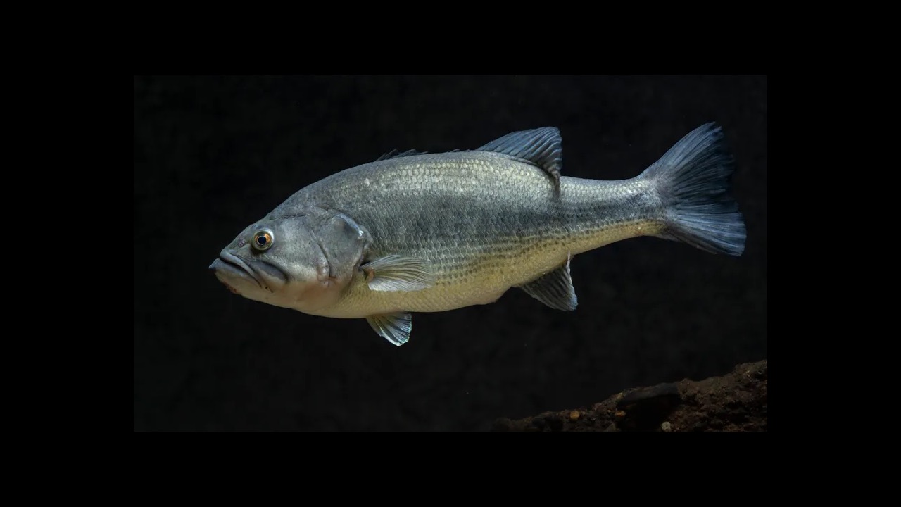 Largemouth bass with open mouth near lily pads