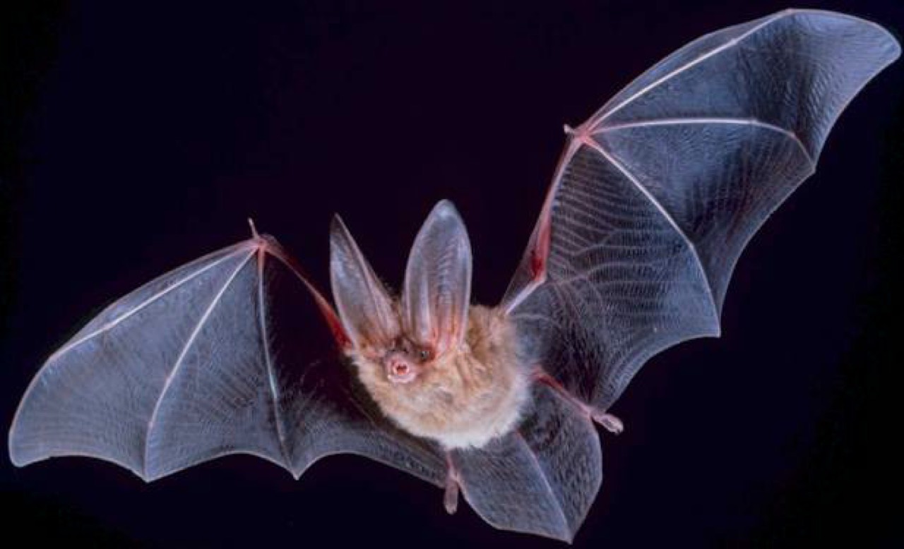 A small insect-eating bat in flight at dusk, wings outstretched showing the thin membrane stretched between elongated finger bones