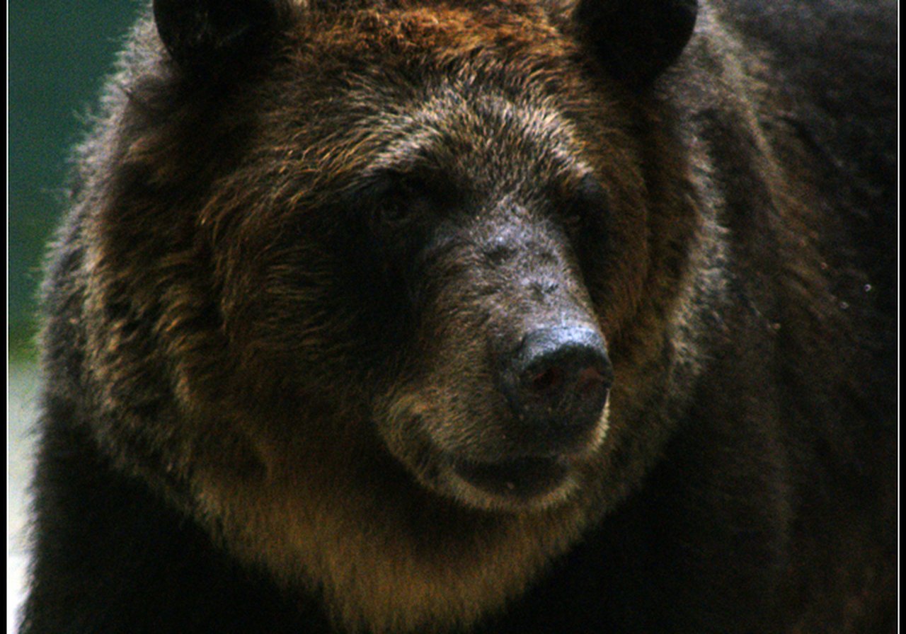 Bear in sanctuary enclosure — lifetime care after rescue from bile farming